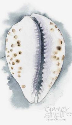 a watercolor painting of a sea shell with black spots on it's shell