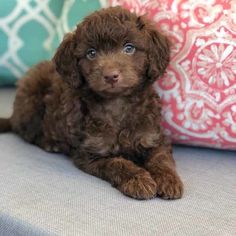 a brown puppy sitting on top of a couch