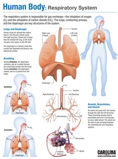 Respiratory System Infographic, 11 Body Systems, Respitory System Notes, Respritory System, Human Respiratory System Diagram, Respiratory System Diagram, Memes Nursing, Nursing Pictures