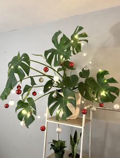 a potted plant with christmas lights on it and other plants in front of the wall