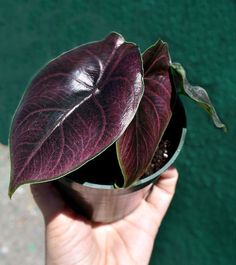 a hand holding a potted plant in front of a green wall