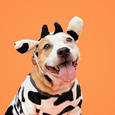 a dog dressed up like a zebra with its tongue out