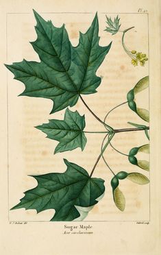 an illustration of leaves and buds on a white background