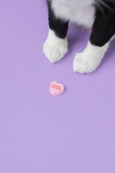 a black and white cat sitting on top of a purple floor next to a pink pill