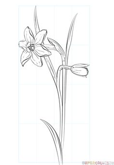 a drawing of a flower with long stems and flowers in the middle, on a white background