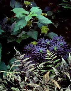 purple flowers and green leaves are in the foreground, with dark foliage behind them