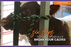 a cow tied up to a pole with the caption six steps to successfully break your calves