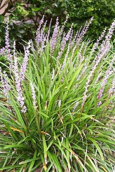 purple flowers are blooming in the garden