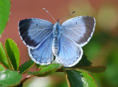 a blue butterfly sitting on top of a green leaf