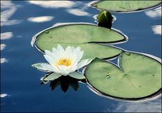 a white water lily floating on top of a lake