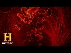 red blood cells are seen in this image from the history channel, which shows an illustration of