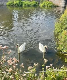 two swans are swimming in the water