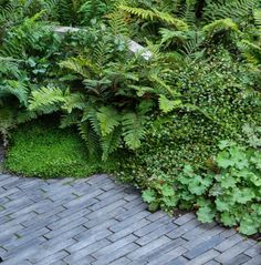 some plants that are growing on the side of a building