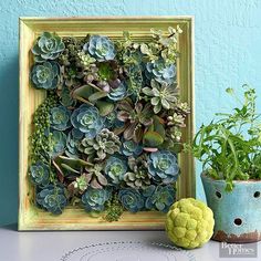 there are pictures of different plants in the frame and on the table, including broccoli, cacti, and succulents