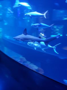 several sharks swimming in an aquarium with blue lights on the walls and water around them