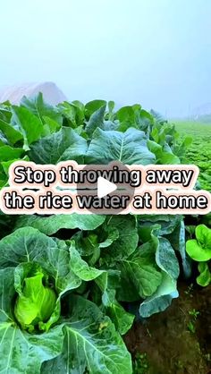 a field with lots of green leafy plants in the foreground and a quote on it