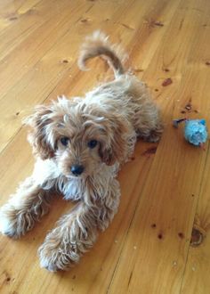 a small brown dog laying on top of a wooden floor next to a toy bird