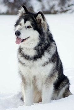 a husky dog sitting in the snow with his tongue out