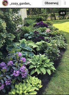 a garden filled with lots of green and purple flowers next to a white house in the background