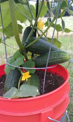 a red bucket with plants growing in it and some yellow flowers on the top one