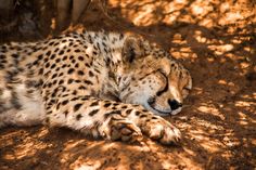 a cheetah is sleeping on the ground in the shade with its eyes closed