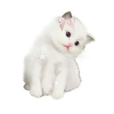 a white kitten with a pink bow on it's head is sitting and looking at the camera