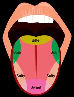 the tongue is labeled with different parts