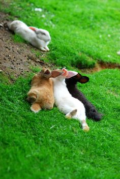 two cats playing with each other in the grass