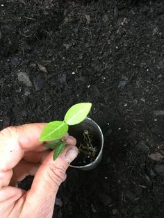 a hand is holding a small plant in the dirt, with leaves sprouting from it