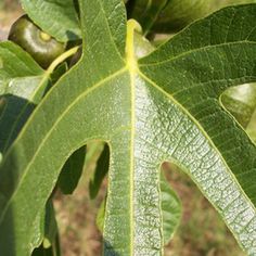 a close up view of a leaf on a tree with green leaves and grass in the background