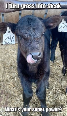 a baby cow standing in hay with tags on it's ears saying, i turn grass into steak what's your super power?