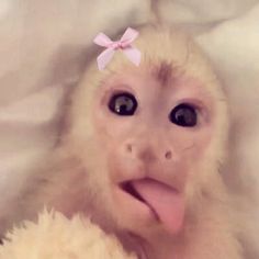 a monkey with a pink bow on it's head next to a stuffed animal