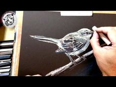 a person is drawing a bird on a piece of black paper with colored pencils