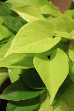 closeup of green leaves with water droplets on it's surface, in an indoor setting