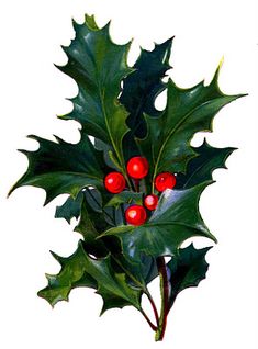 Christmas Holly Images, Tree Cupcakes, Holly Bush, Christmas Dessert, Graphics Fairy, Holly Berries, Victorian Christmas, Holly Leaf