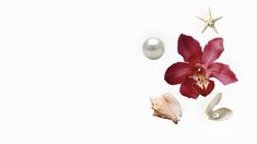 an orchid, seashells and starfish on a white background