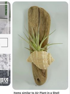 an air plant in a shell hanging on a wall next to tile flooring and walls