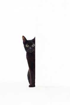 a black cat standing behind a white wall