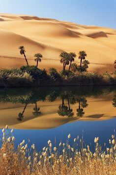 palm trees are reflected in the still water of a desert lake, surrounded by sand dunes