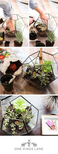 several pictures of plants in glass containers on the floor, including succulents