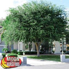 a large green tree in front of a house