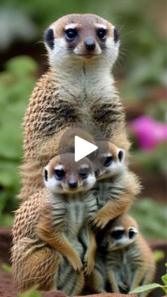 a group of meerkats sitting on top of each other