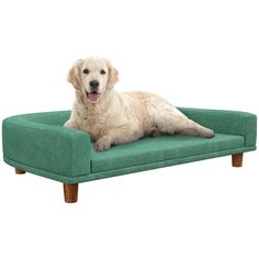 a white dog laying on top of a green couch