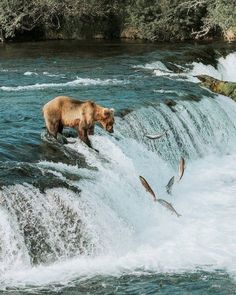 a brown bear standing on top of a waterfall next to a river filled with water