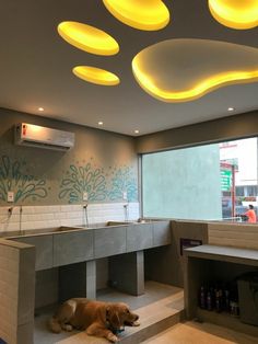 a dog laying on the floor in front of a sink and counter with lights above it