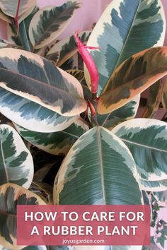 a close up of a plant with the words how to care for a rubber plant