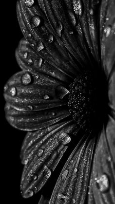 a black and white photo of a flower with water droplets on it's petals