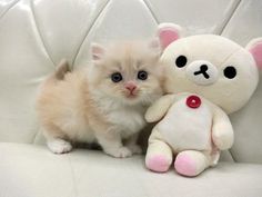 a small kitten sitting next to a stuffed animal on a white couch with it's eyes wide open