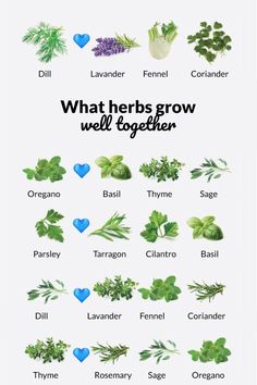 the different herbs that grow well together are shown in this chart, which shows their names and