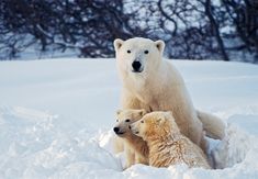 two polar bears are sitting in the snow with one bear looking at the camera while another looks on